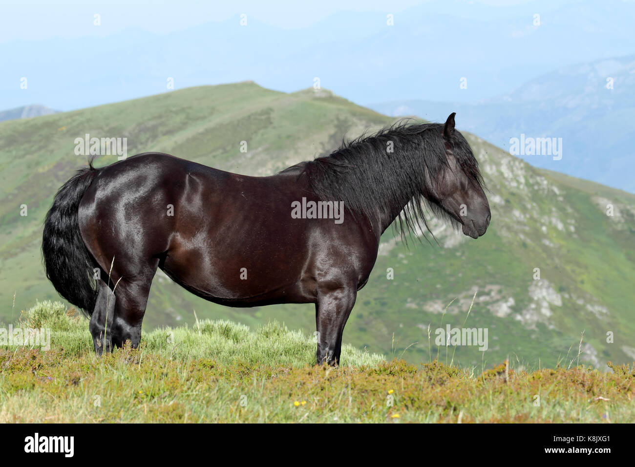 Caballo negro en las montañas del norte de España Foto de stock