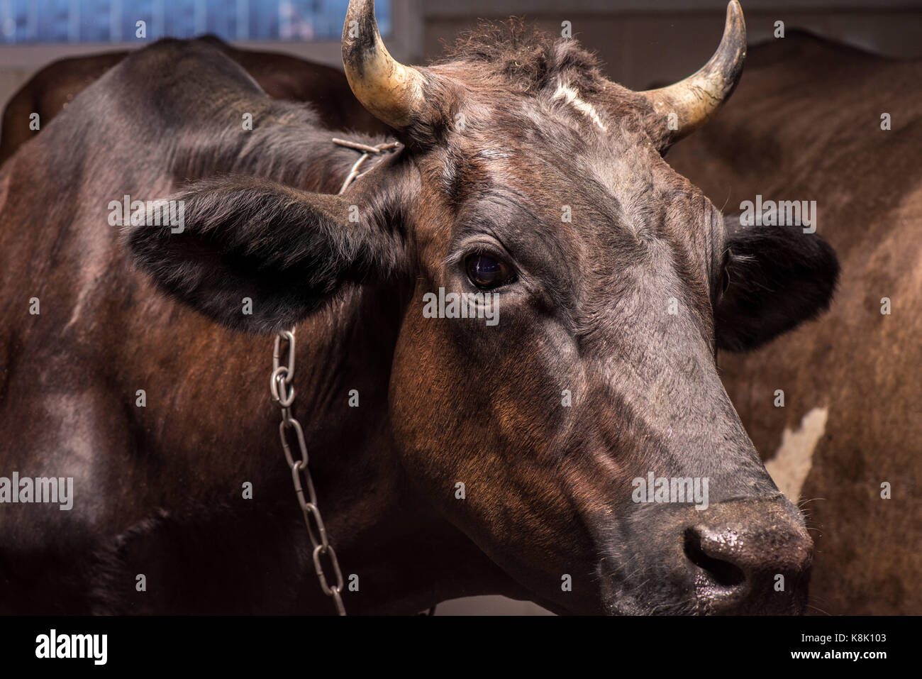 Vista cercana de grandes cuernos de vaca marrón en el puesto permanente Foto de stock