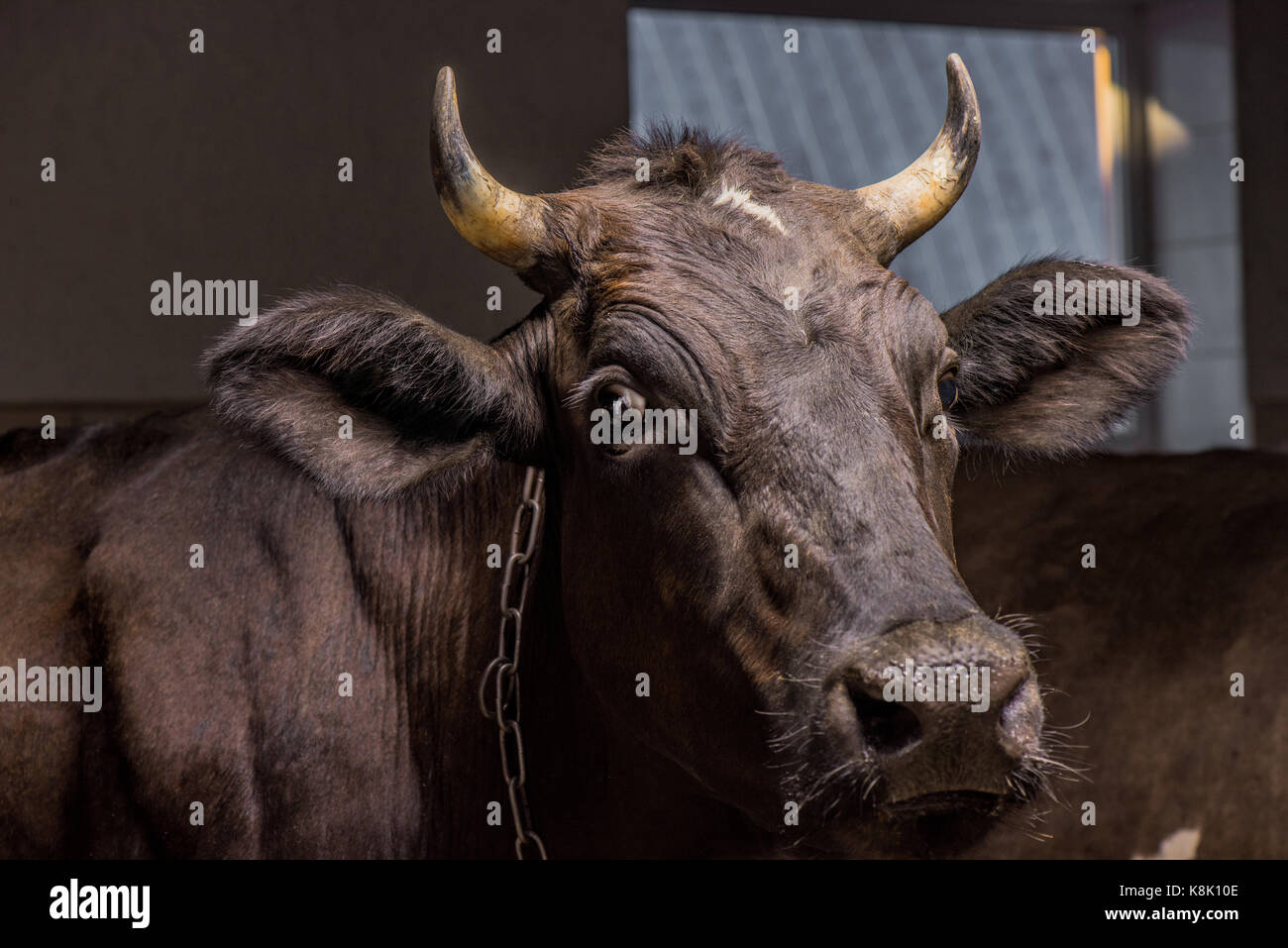 Vista cercana de brown cow en el puesto permanente Foto de stock
