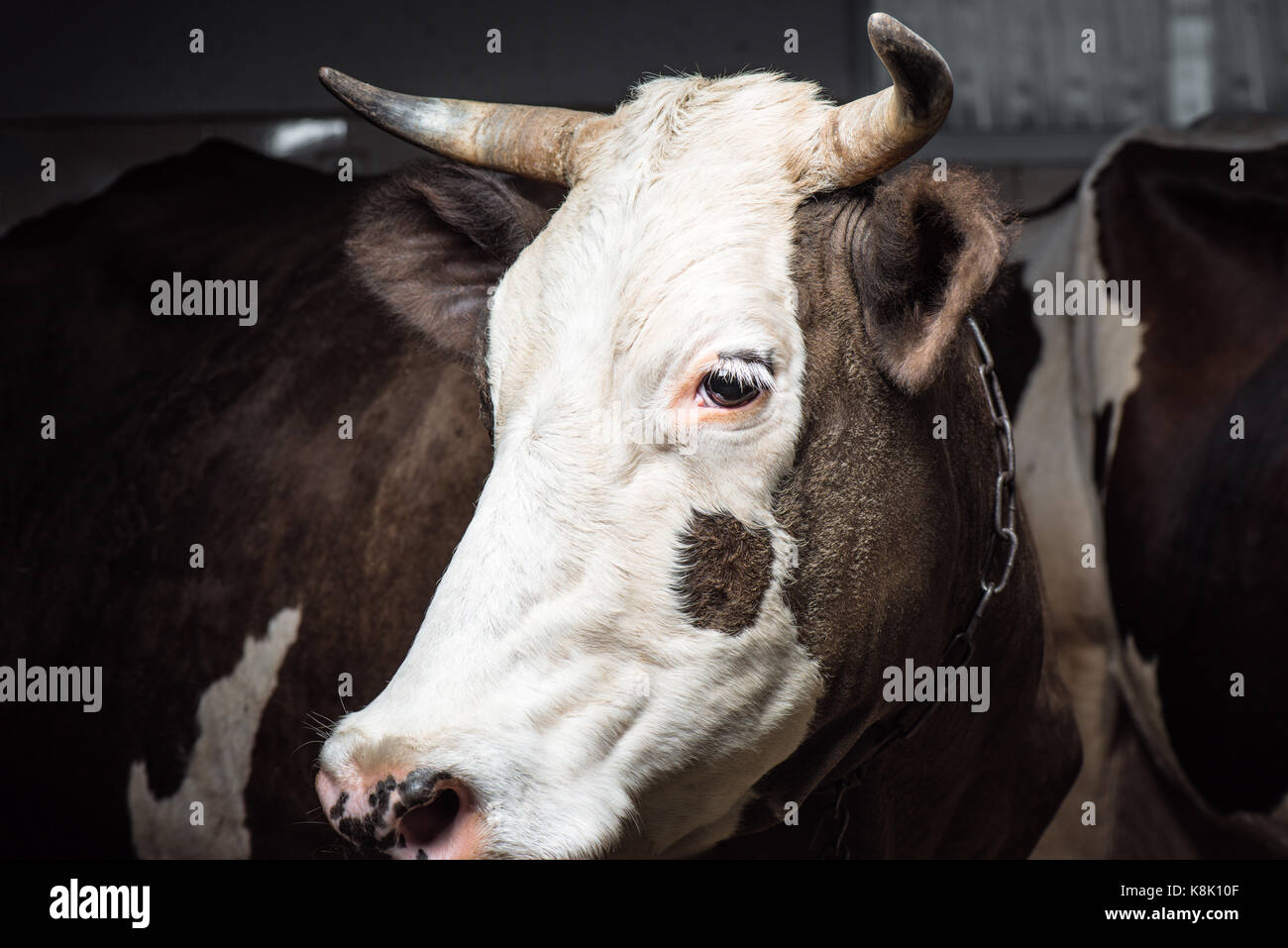 Cowhouse vista cercana de brown cow en parada Foto de stock