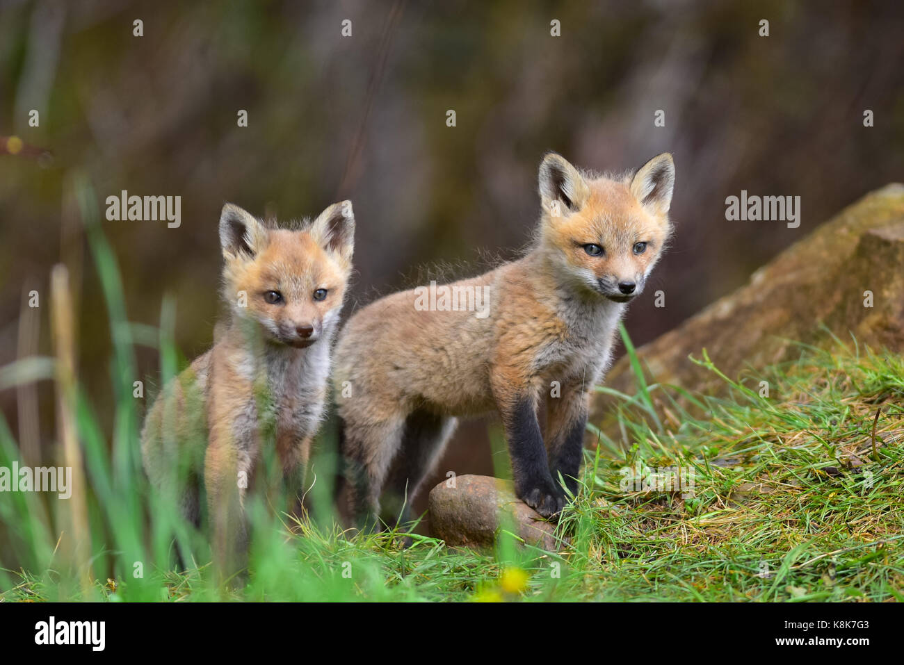 Dos cute little red difusa kits de zorro (Vulpes vulpes) topografía de su nuevo entorno en un bosque pradera. Foto de stock
