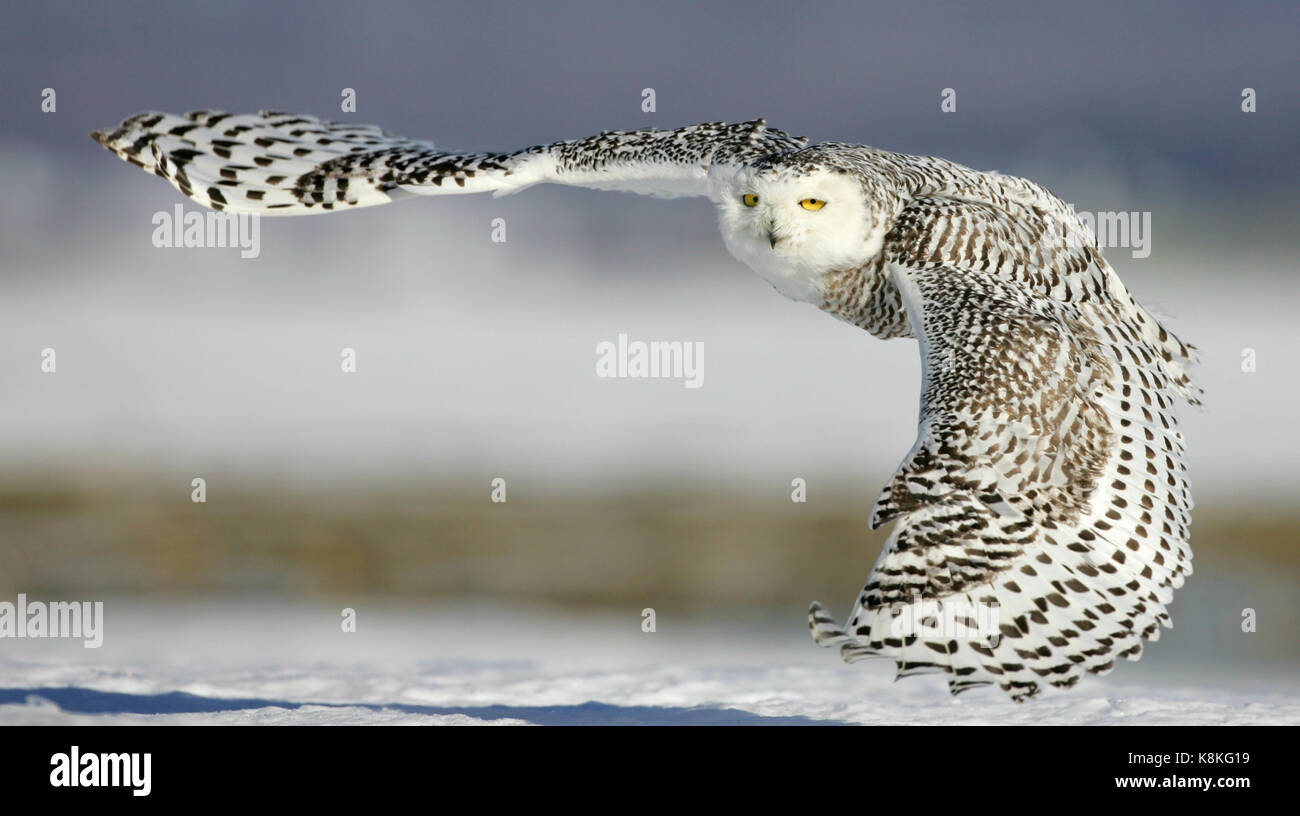 La acción Cerrar retrato de un búho nival volando y mirando a la cámara con la nieve en el fondo. Foto de stock