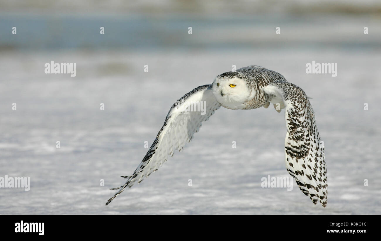 Una acción de disparo un búho nival sobrevolar la nieve haciendo un giro bancario hacia la cámara con plena wingspread en las alas hacia abajo. Foto de stock