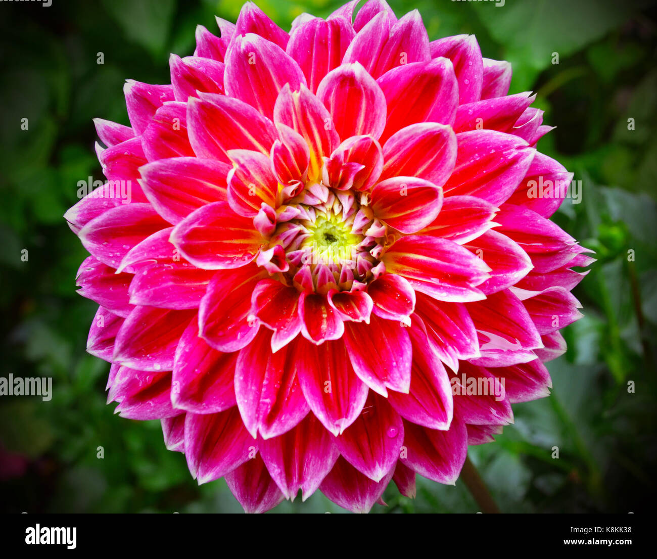 Jardín rosa dalia fotografías e imágenes de alta resolución - Alamy