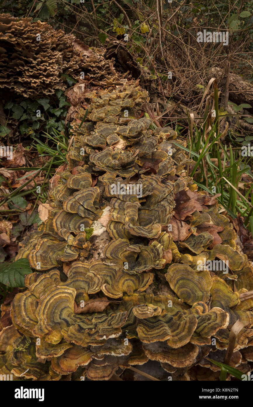 Turkeytail, Trametes versicolor, un soporte hongo cubriendo un antiguo registro en weoodland, Devon Foto de stock