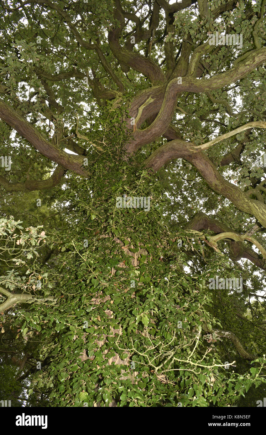 Pedunculate - roble Quercus robur Foto de stock