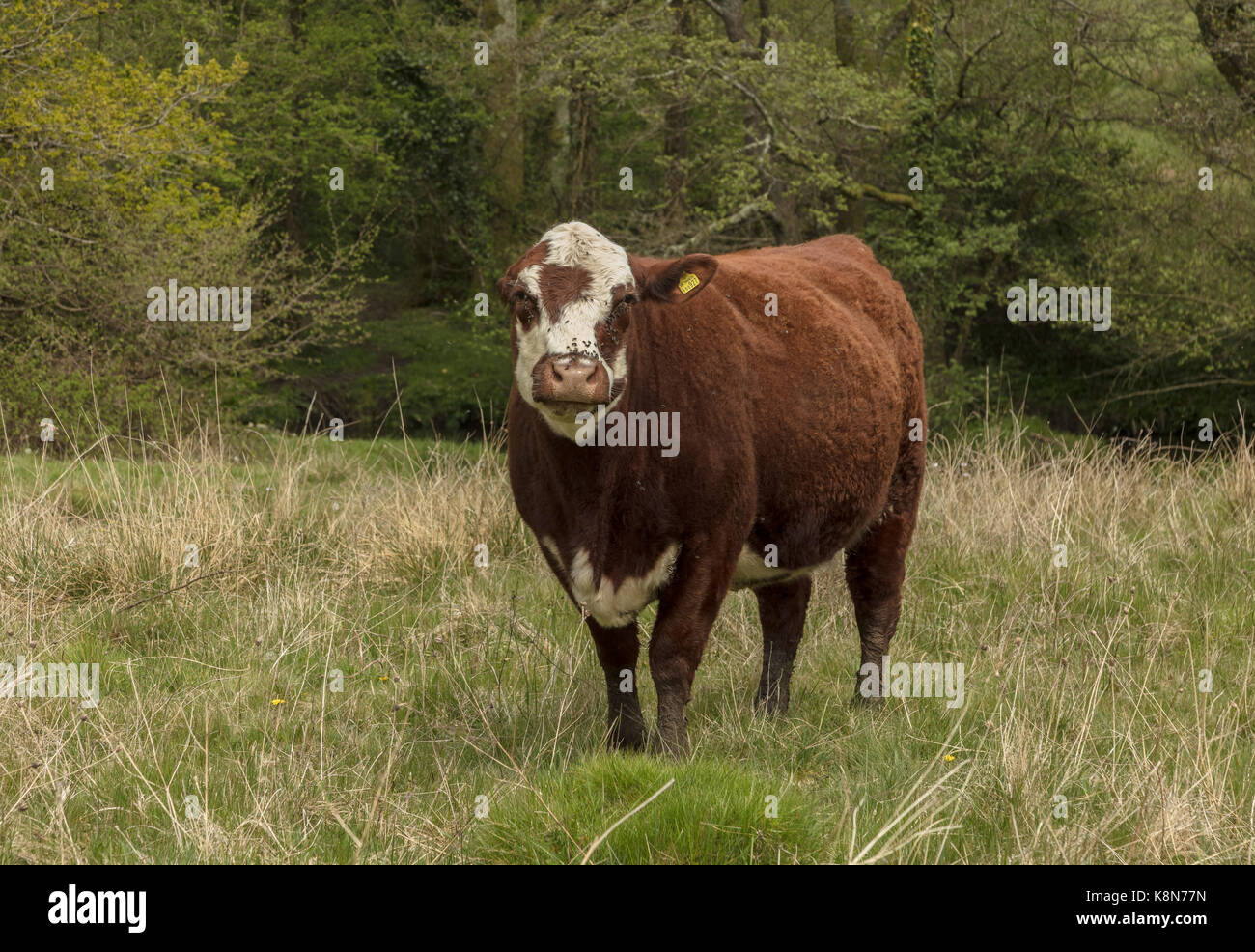 Las Shetland, el pastoreo de ganado Kingcombe Reserva Natural, Dorset Foto de stock