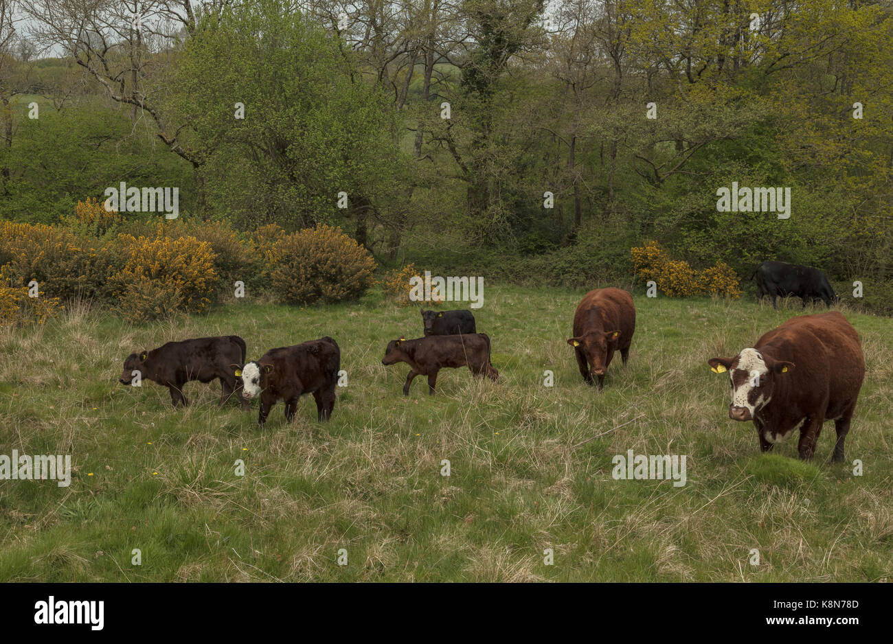 Las Shetland, el pastoreo de ganado Kingcombe Reserva Natural, Dorset Foto de stock