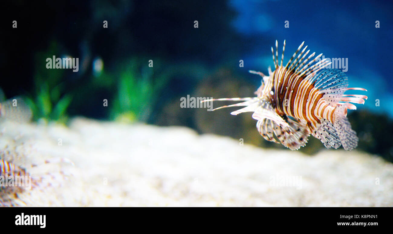 Retrato de hermosa venenoso pez león en el acuario Foto de stock