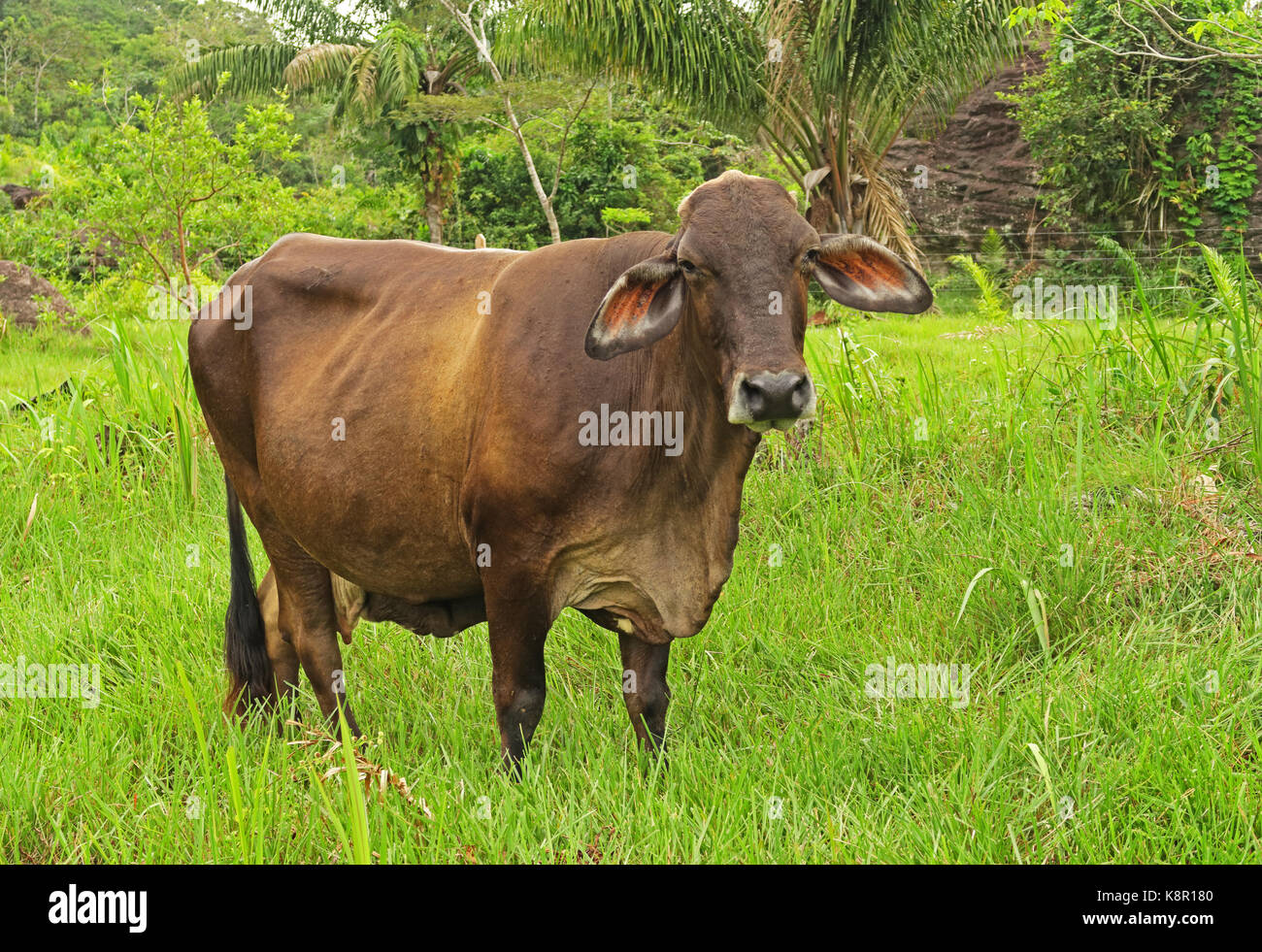 El ganado doméstico, tipo brahman, en la pastura permanente departamento de Guaviare, Colombia noviembre Foto de stock