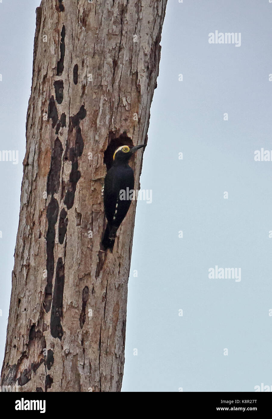 Amarillo-tufted woodpecker (melanerpes cruentatus) adulto aferrado al árbol muerto inírida, Colombia noviembre Foto de stock