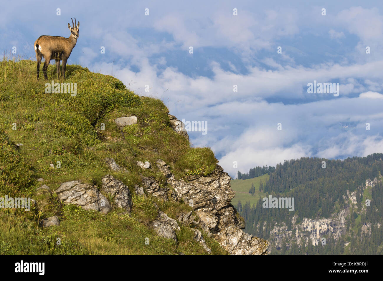 Gamuza (Rupicapra rupicapra), adultos en la pendiente, niederhorn permanente, en el Oberland bernés en Suiza, agosto Foto de stock