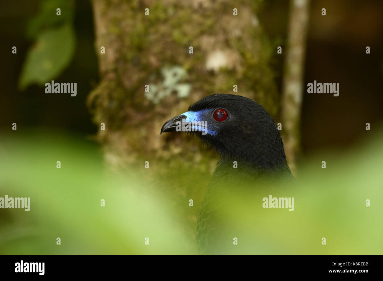 La pava negra (chamaepetes unicolor) adulto escondido detrás de la vegetación, cerca de la cabeza, Turrialba, Costa Rica, marzo Foto de stock