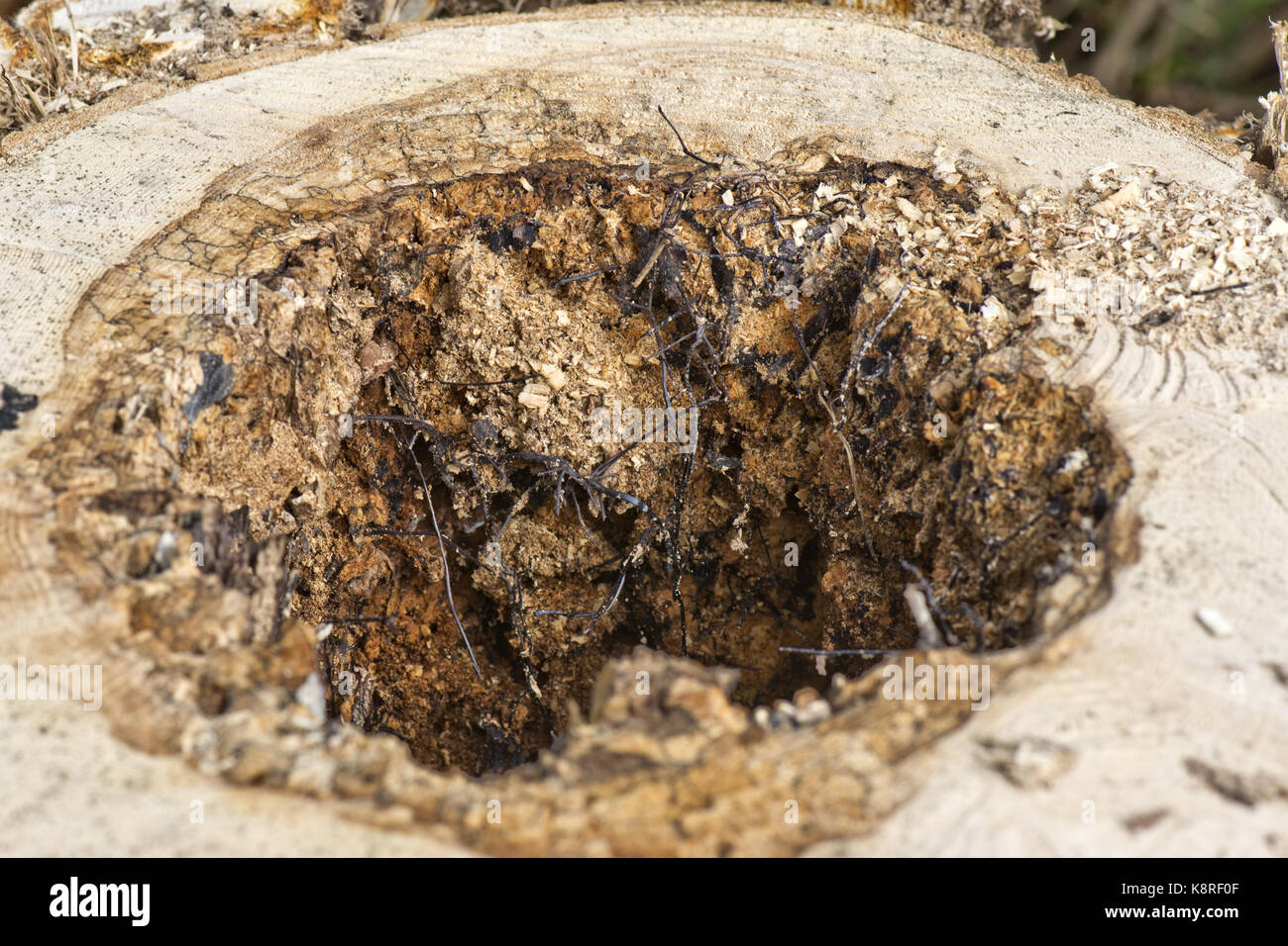 Negro o micótica rhizomorphs cordones de miel, hongo armillaria mellea, formado sobre los enfermos y muertos, núcleo de un árbol podrido, Berkshire, marzo Foto de stock