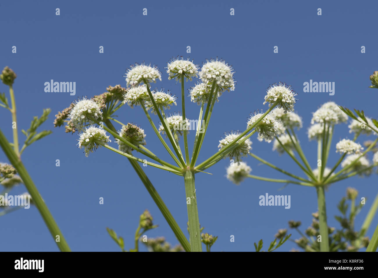 Cicuta, oenanthe crocata dropwort agua, blanco umbelas de plantas umbelliferous venenosos contra un cielo de verano azul, cesil beach, Dorset, mayo Foto de stock