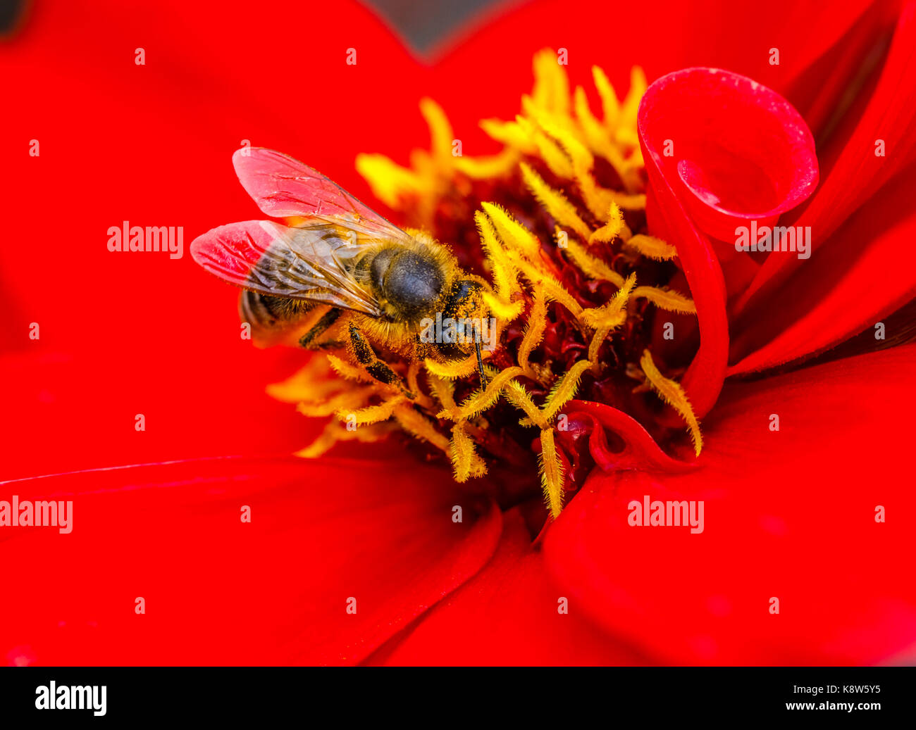 Miel de abejas (Apis mellifera) cubierto de granos de polen sobre alimentación y polinizando una dalia roja en RHS Garden Rosemoor, North Devon, Inglaterra en septiembre Foto de stock
