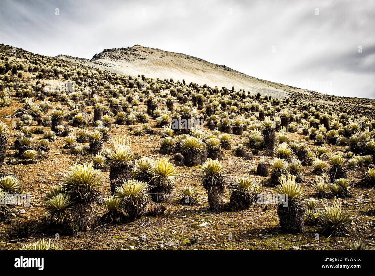 Vegetación De Gran Altitud En El Parque Nacional Sierra De La Culata Y