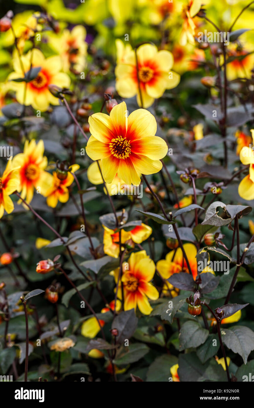 Dalia 'Moonfire' en flor, los pétalos amarillos, naranjas al ...