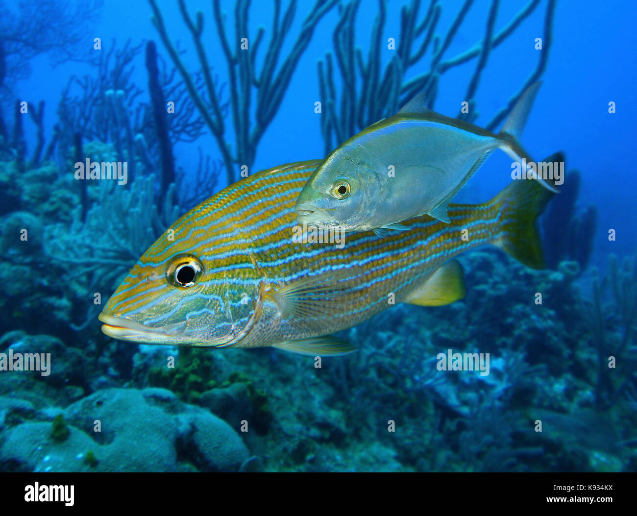 Barra juvenil jack, caranx ruber, remedo de un rayado azul ronco, haemulon sciurus. El joven Jack oculta cerca del ronco cuerpo Foto de stock