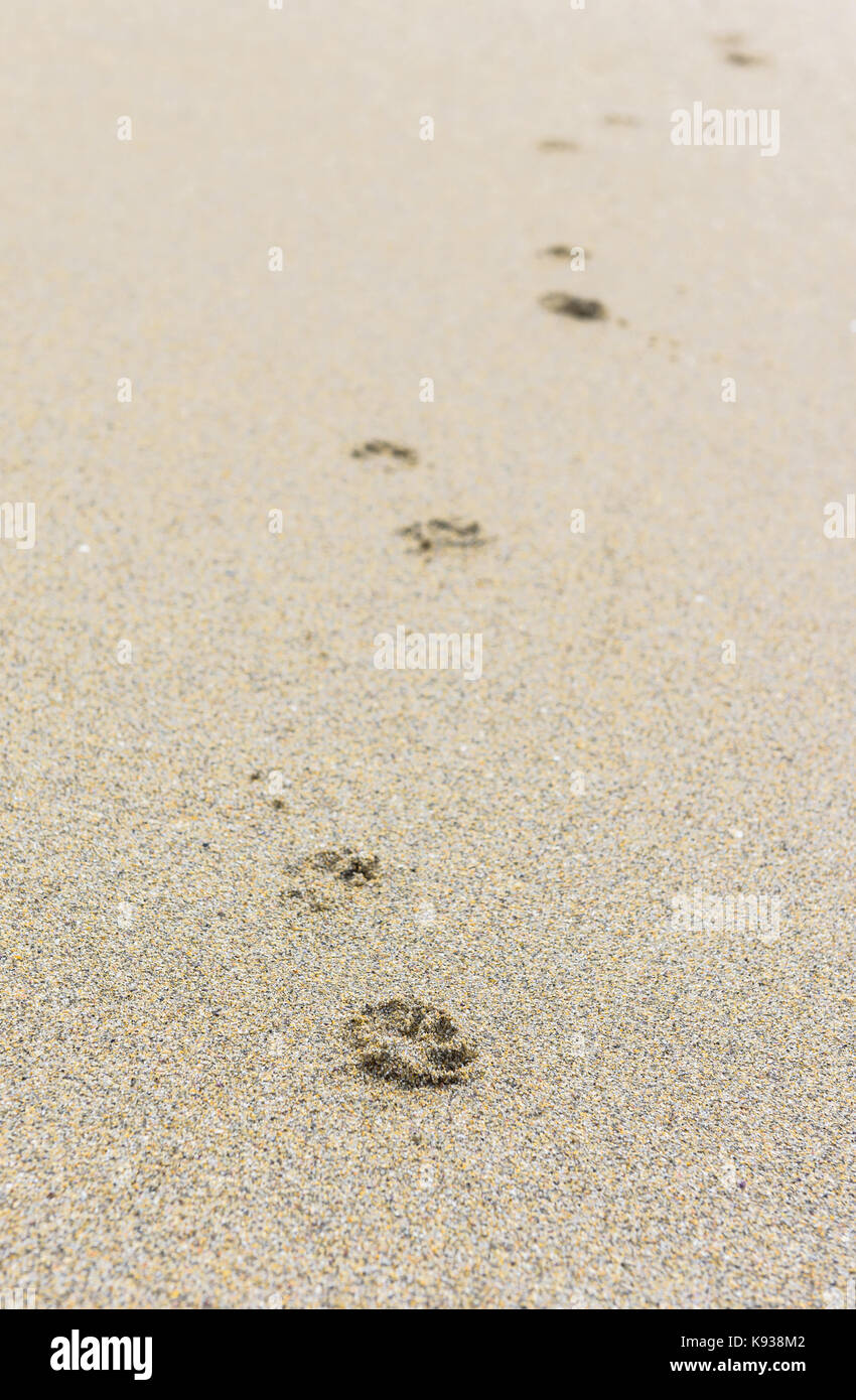 Huellas en la arena de una playa de arena. El perro o gato pie pistas en  Atlantic Beach Fotografía de stock - Alamy