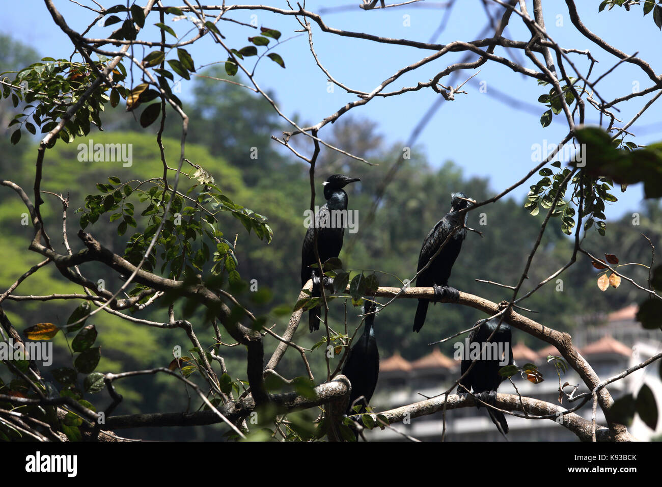 Kandy Sri Lanka cormorán hindú de aves durante la temporada de cría en el árbol más colgando el Lago Kandy Kiri Muhuda grande lago artificial creado en 1807 por el Sr Foto de stock
