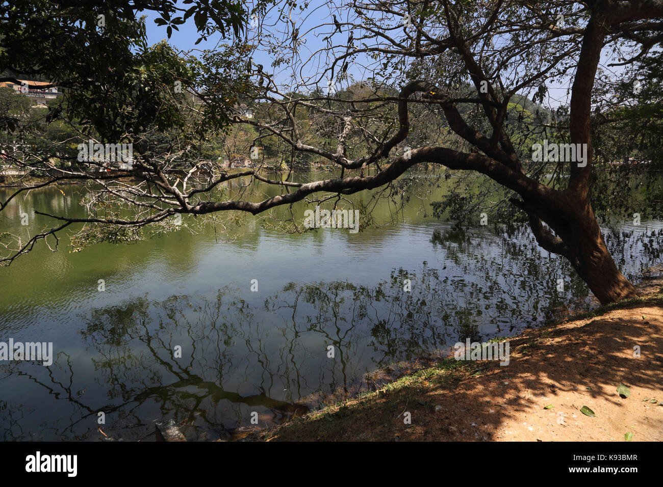 Kandy Sri Lanka Kiri Muhuda grande lago artificial creado en 1807 por Sri Wickrama Rajasinha cormorán hindú de aves durante la temporada de cría en el árbol más Foto de stock