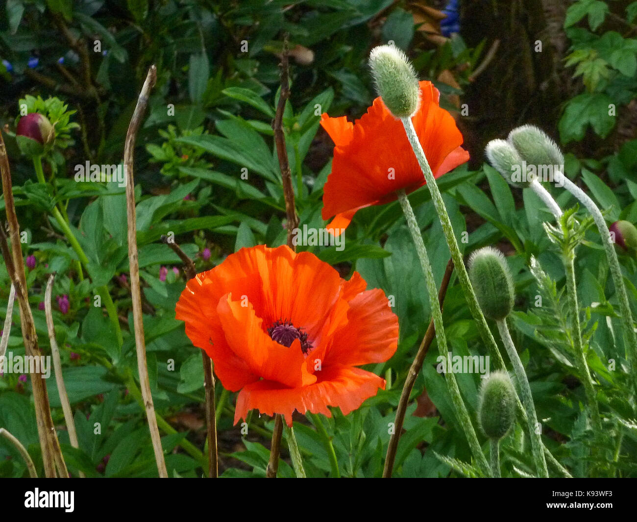 Flores, Papaver rhoeas jardín, Hamburgo, Alemania. Foto de stock