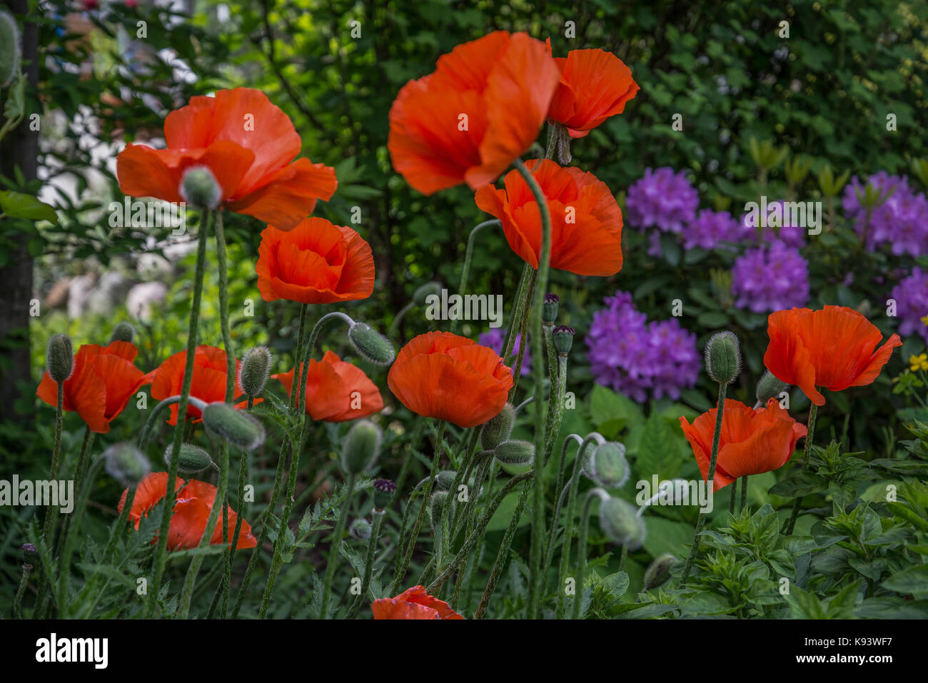 Flores, Papaver rhoeas jardín, Hamburgo, Alemania. Foto de stock