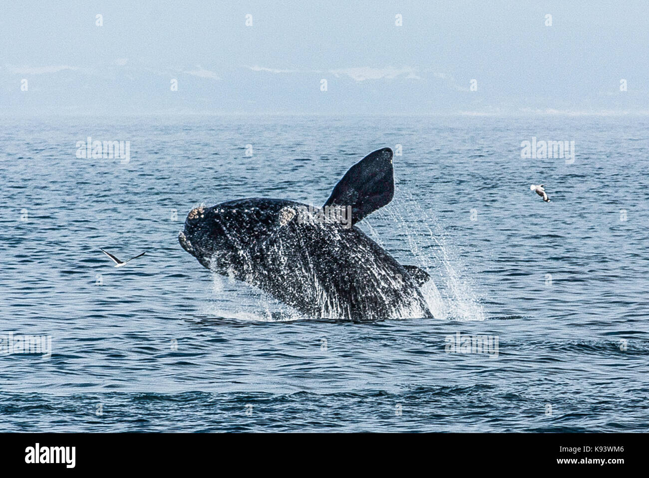 Las ballenas francas australes off Hermanus, Walker Bay, Sudáfrica Foto de stock