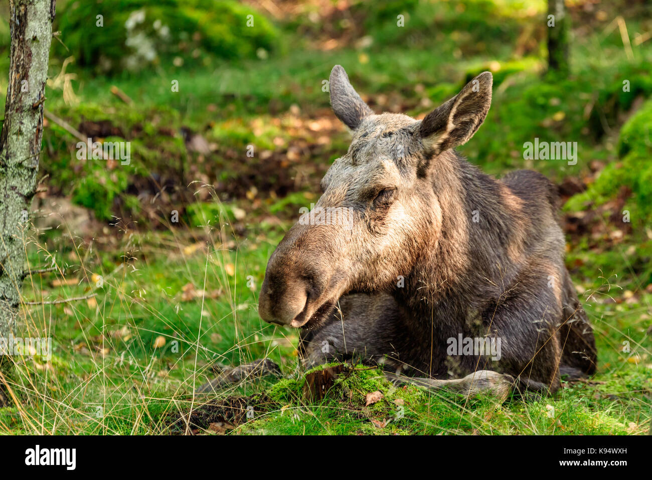 El alce (alces alces) vaca durmiendo en el suelo cubiertas de musgo en el bosque. Foto de stock