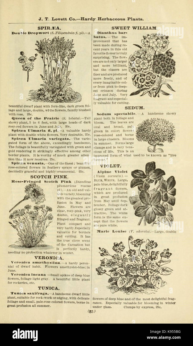 Lovett's catálogo ilustrado de frutales y ornamentales y plantas para el otoño de 1891 (16976390566) Foto de stock