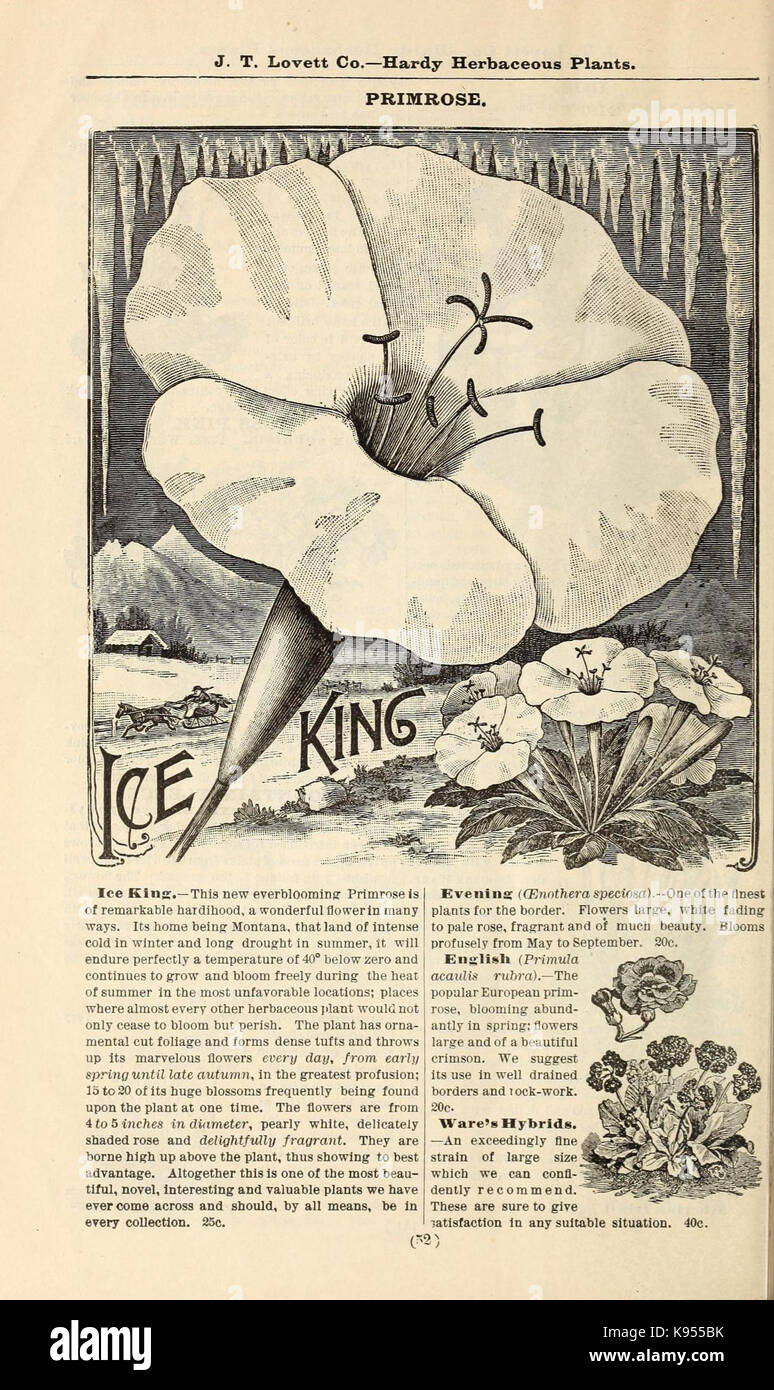 Lovett's catálogo ilustrado de frutales y ornamentales y plantas para el otoño de 1891 (16814873100) Foto de stock