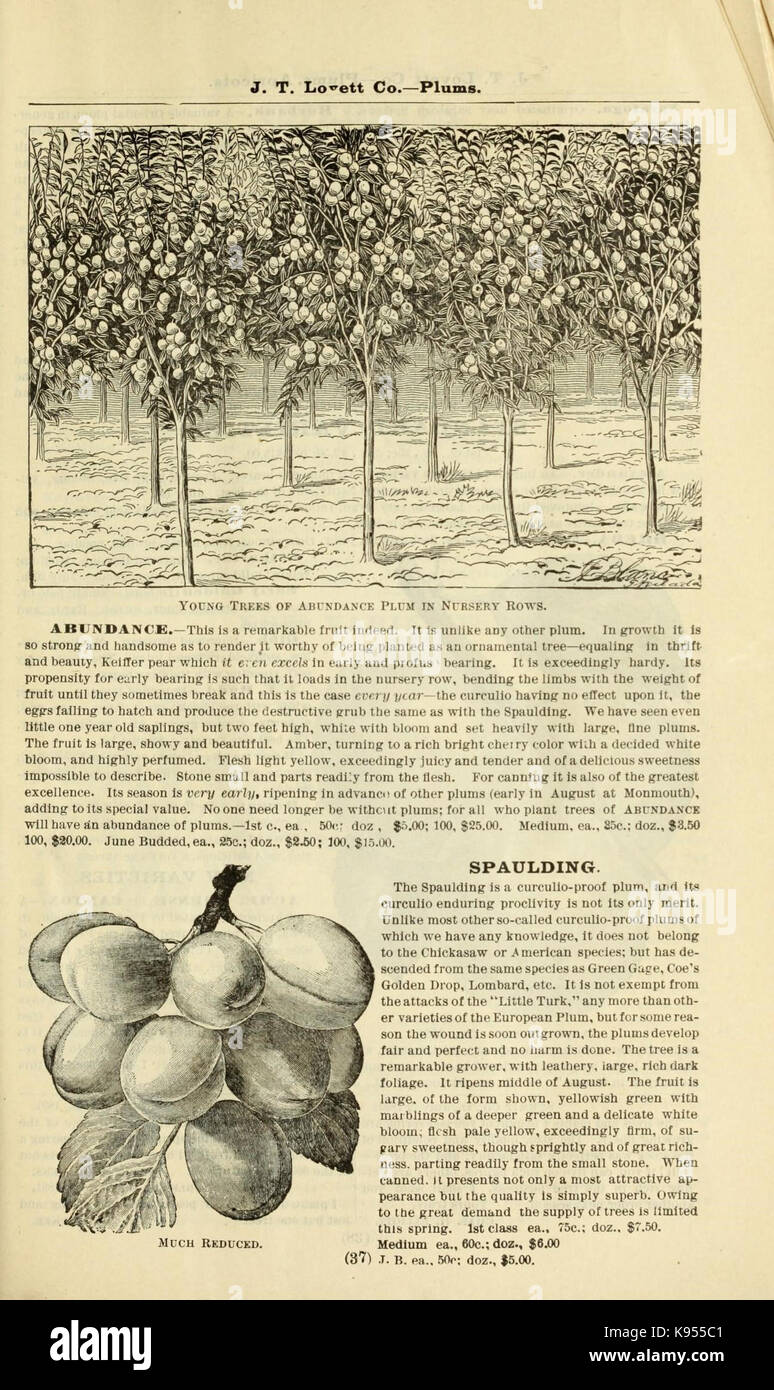 Lovett's catálogo ilustrado de frutales y ornamentales y plantas para el otoño de 1891 (16976363986) Foto de stock