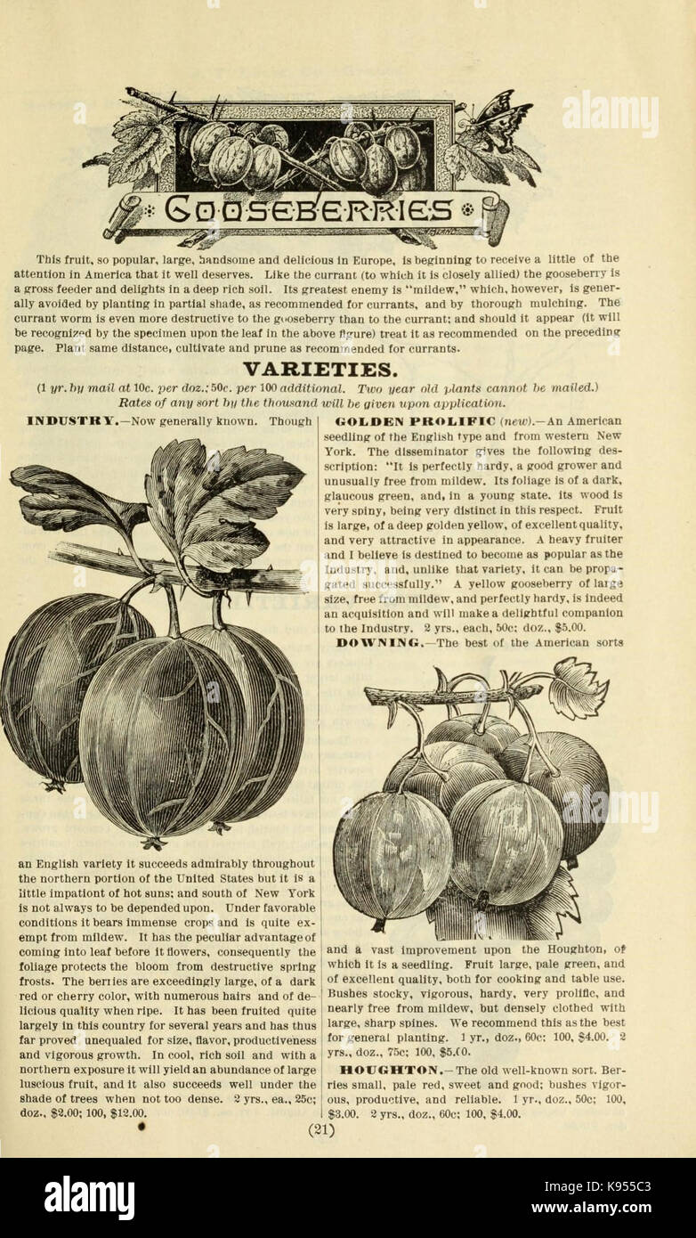 Lovett's catálogo ilustrado de frutales y ornamentales y plantas para el otoño de 1891 (17002324975) Foto de stock
