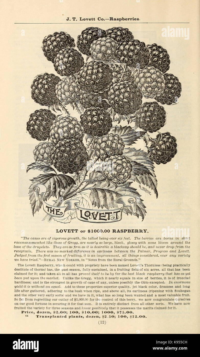 Lovett's catálogo ilustrado de frutales y ornamentales y plantas para el otoño de 1891 (17002311465) Foto de stock