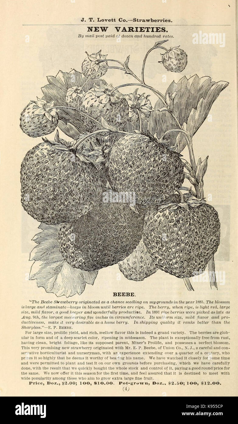 Lovett's catálogo ilustrado de frutales y ornamentales y plantas para el otoño de 1891 (16379906184) Foto de stock