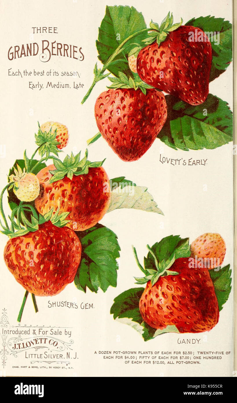 Lovett's catálogo ilustrado de frutales y ornamentales y plantas para el otoño de 1891 (17002298915) Foto de stock