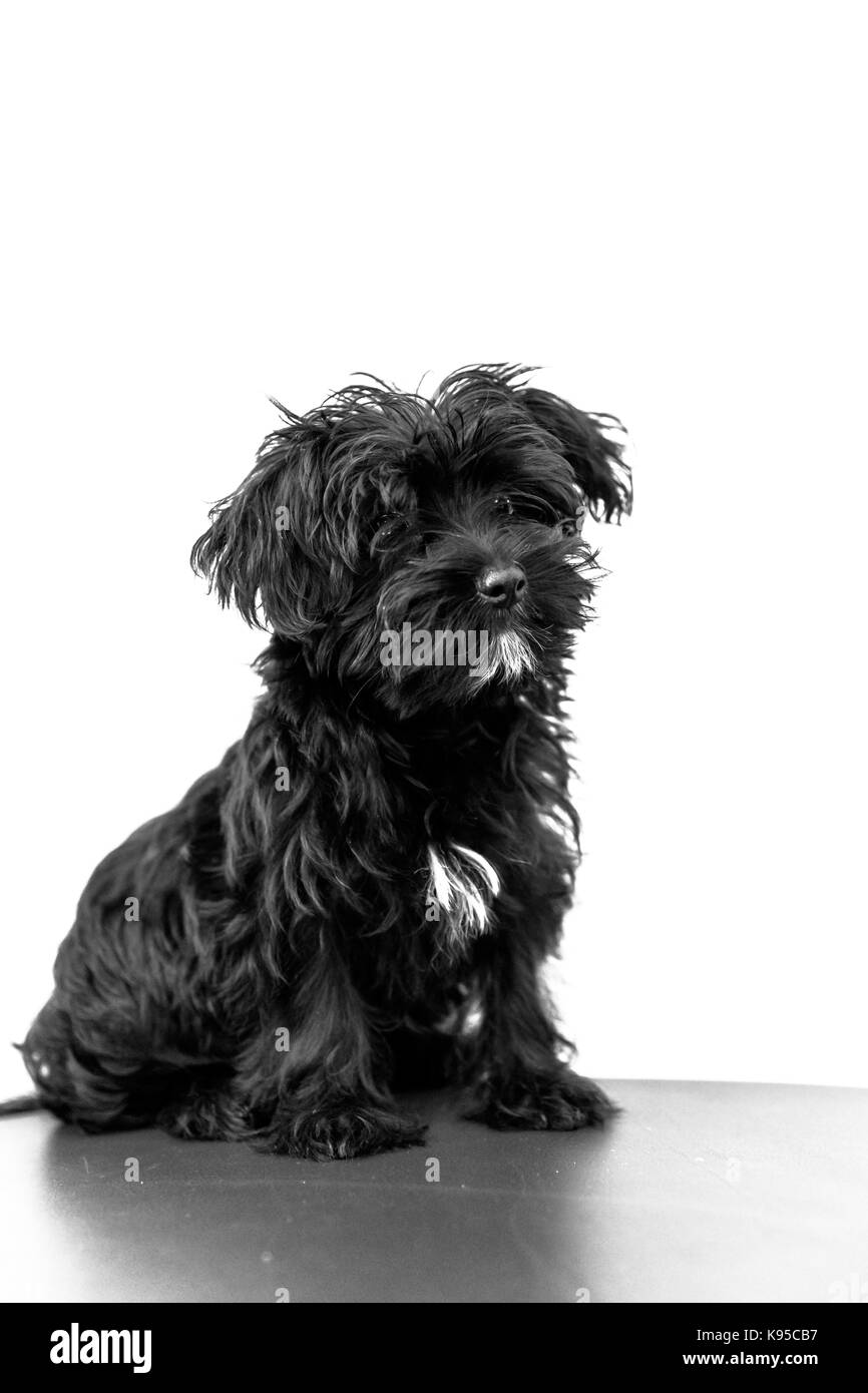 Maltés perro negro Foto de stock