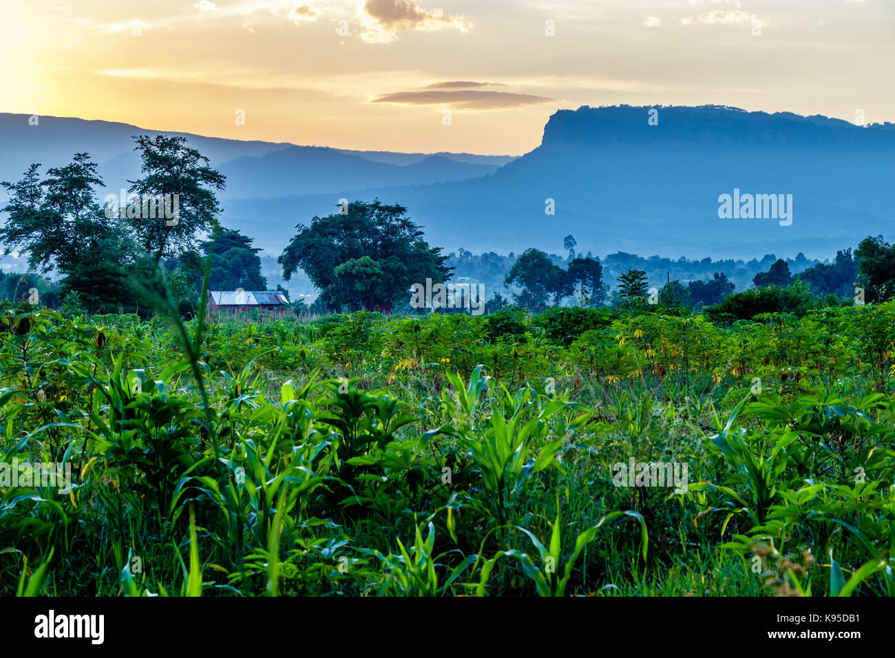 La agricultura de Uganda con el Parque Nacional del Monte Elgon en el fondo Foto de stock