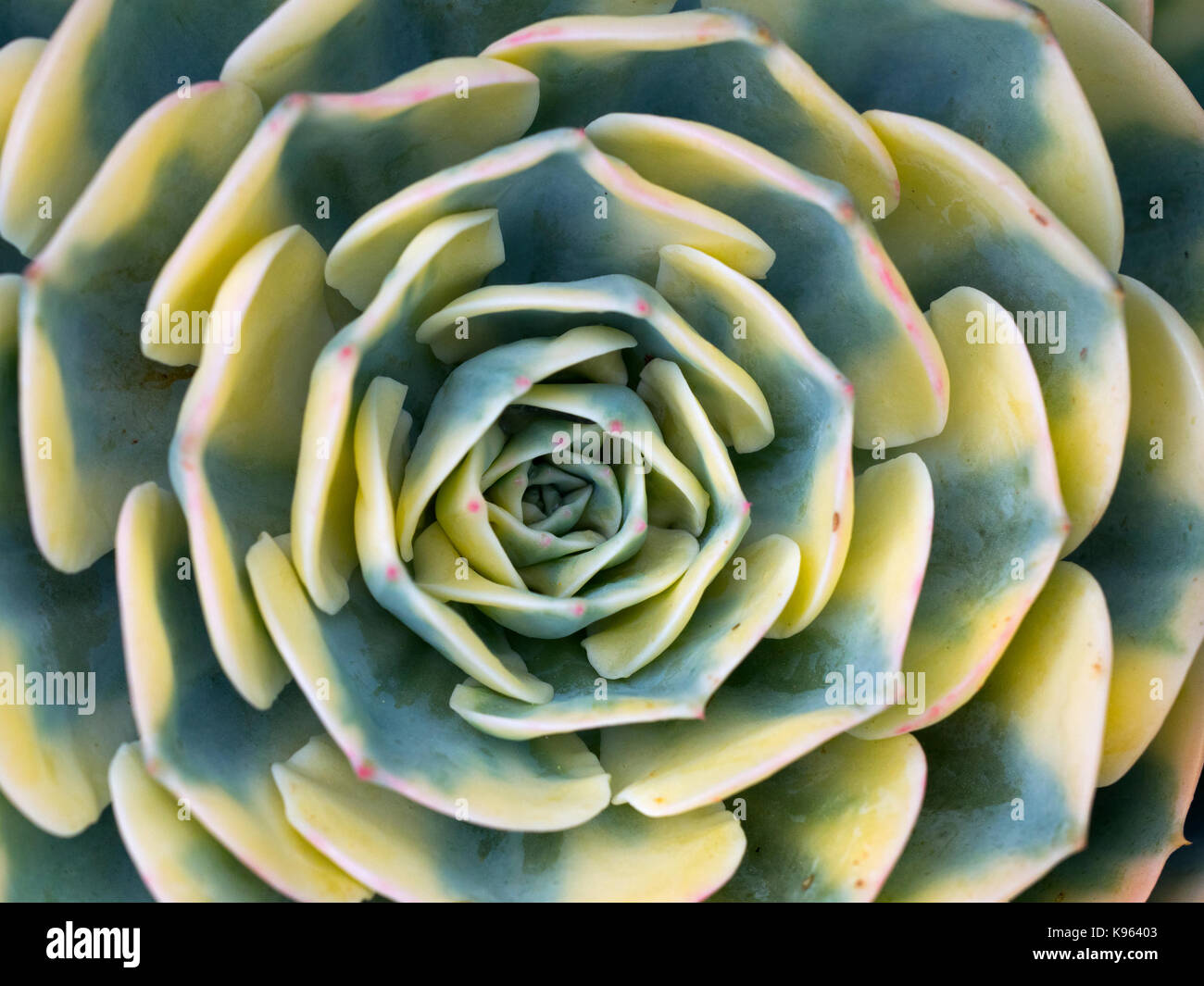 Aeonium sunburst suculentas tolerantes a la sequía en estrecha mostrando detalles de rayas Foto de stock
