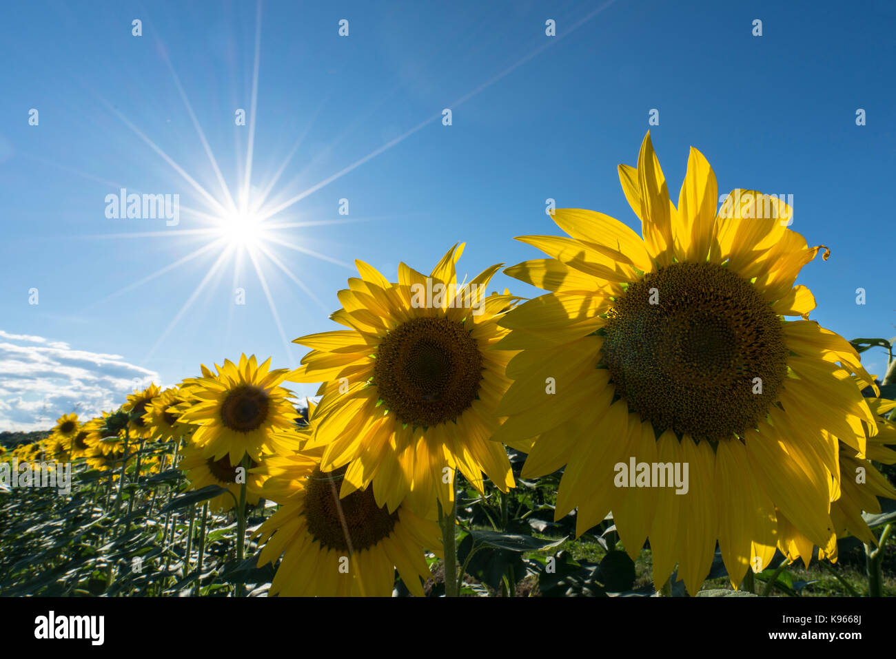 Los girasoles en un campo con el sol en el cielo, en la temporada de verano Foto de stock