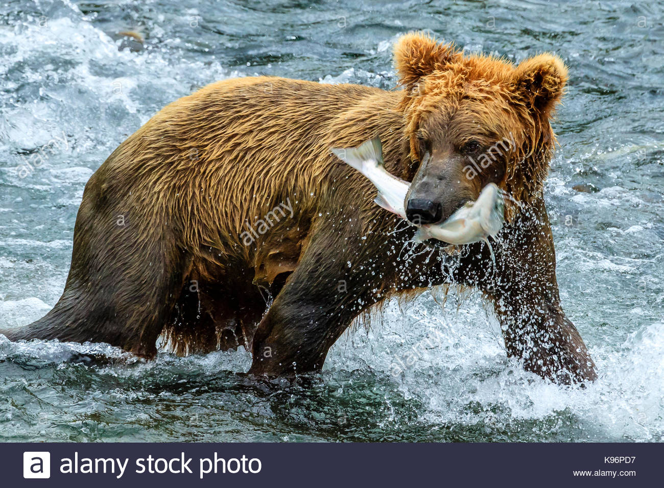 Yearling oso pardo, Ursus arctos, atrapa un salmón sockeye debajo Brooks Falls. Foto de stock