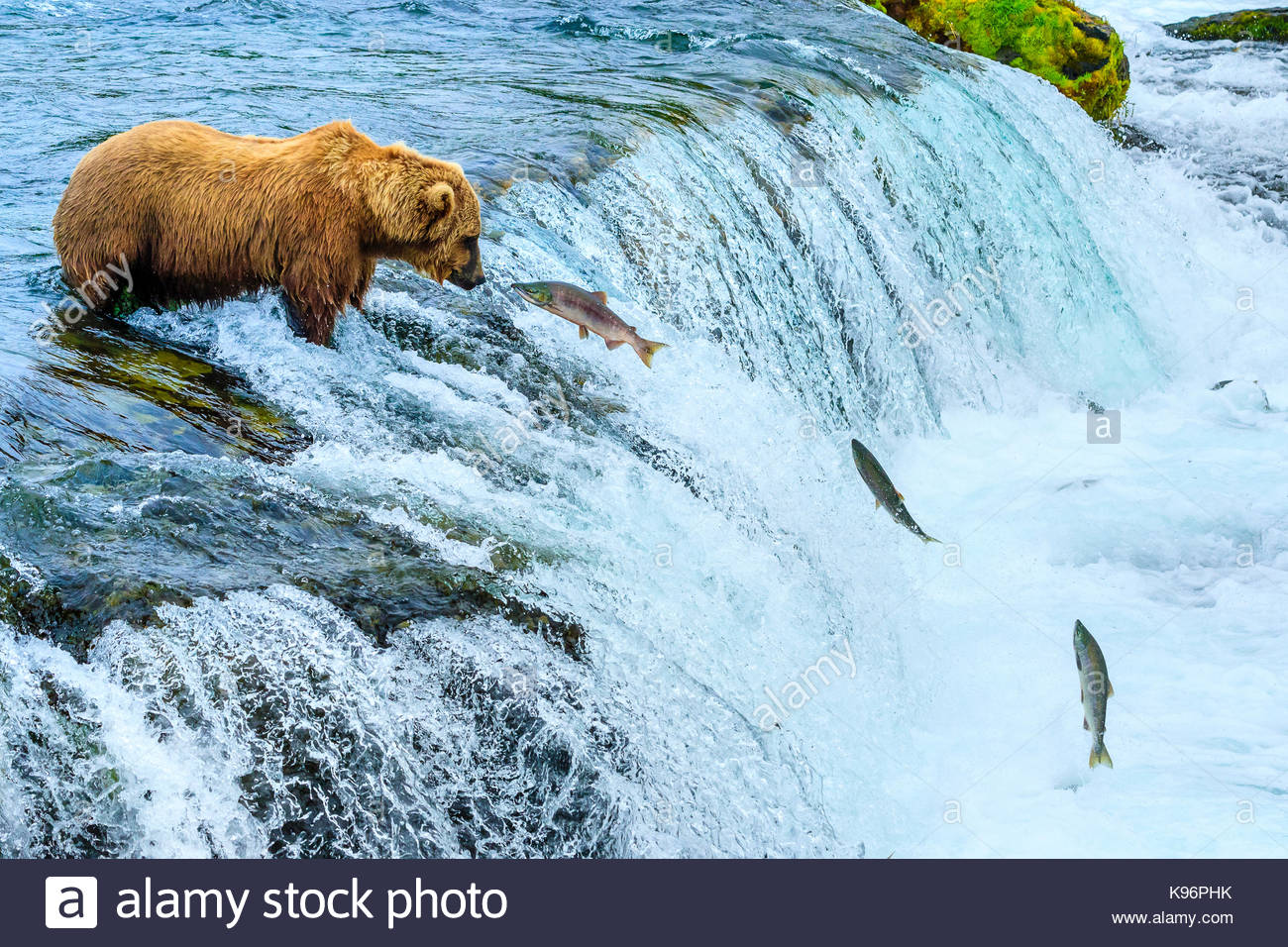 Oso Pardo, Ursus arctos, pesca de salmones sockeye riachuelos cae. Foto de stock