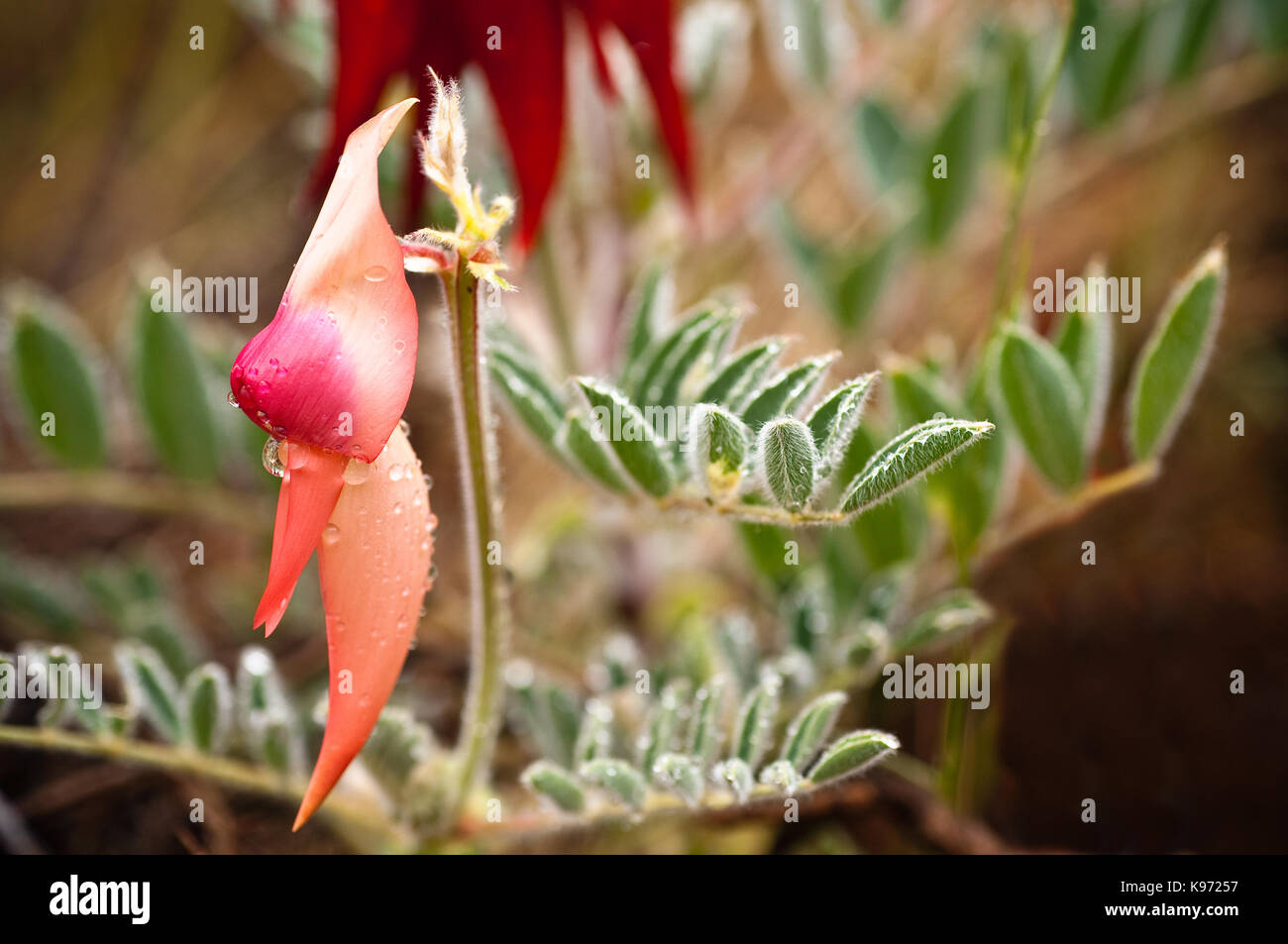 Versión de color rosa pálido a rojo profundo normalmente Sturt's Desert Pea, espectacular flor nativa de las regiones semiáridas de Australia. Foto de stock