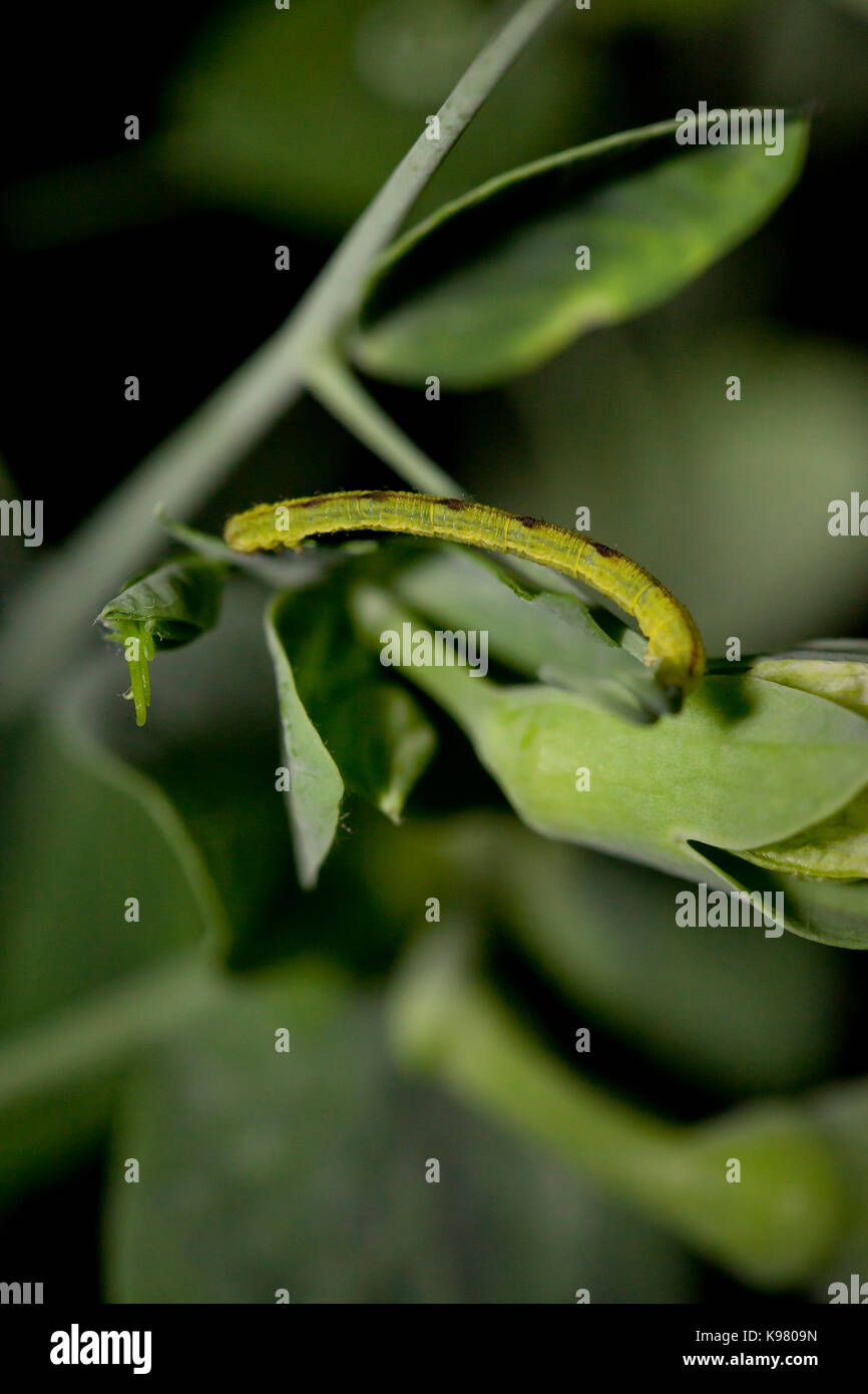 Caterpillar verde en planta de guisante (jardín pest) - EE.UU. Foto de stock