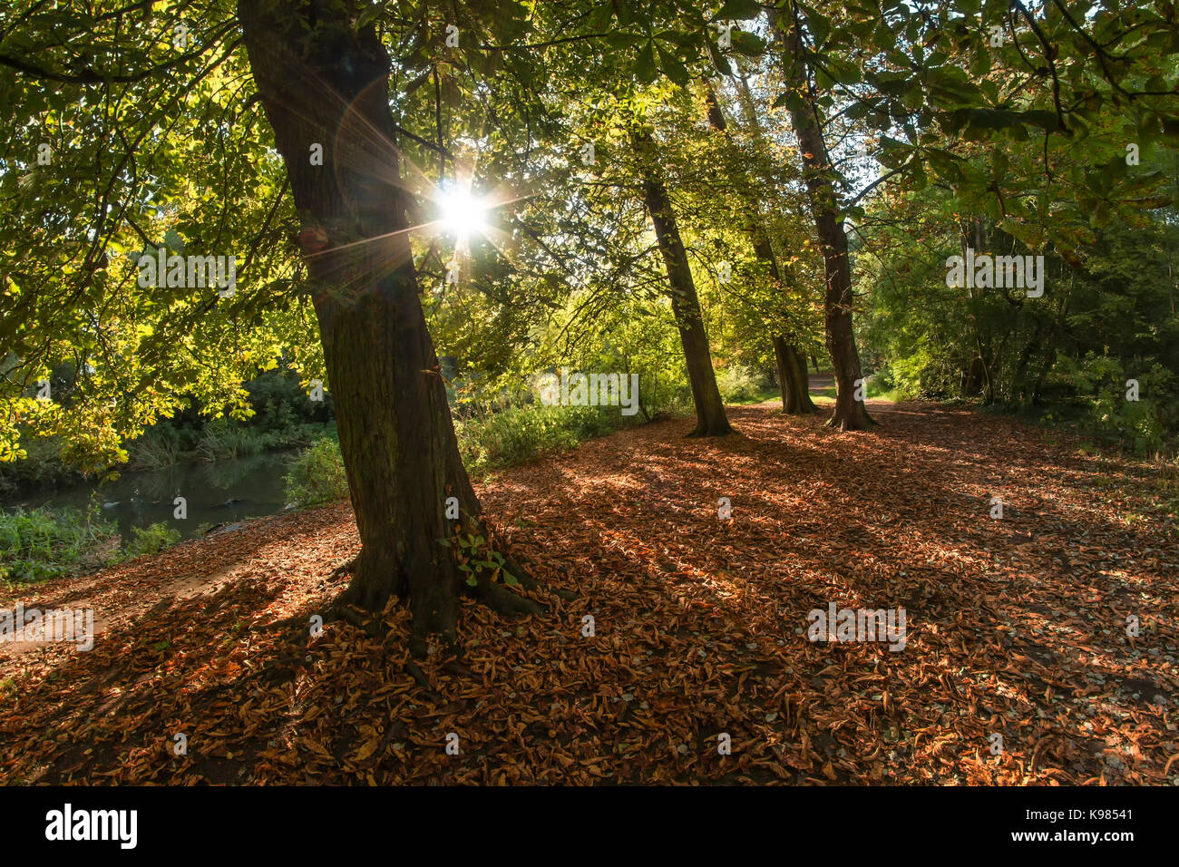 Septiembre sunshine streaming a través de árboles de castaña de caballo en grúa Park, Twickenham, UK. Hermosos colores de otoño de hojas caídas en el suelo. Foto de stock