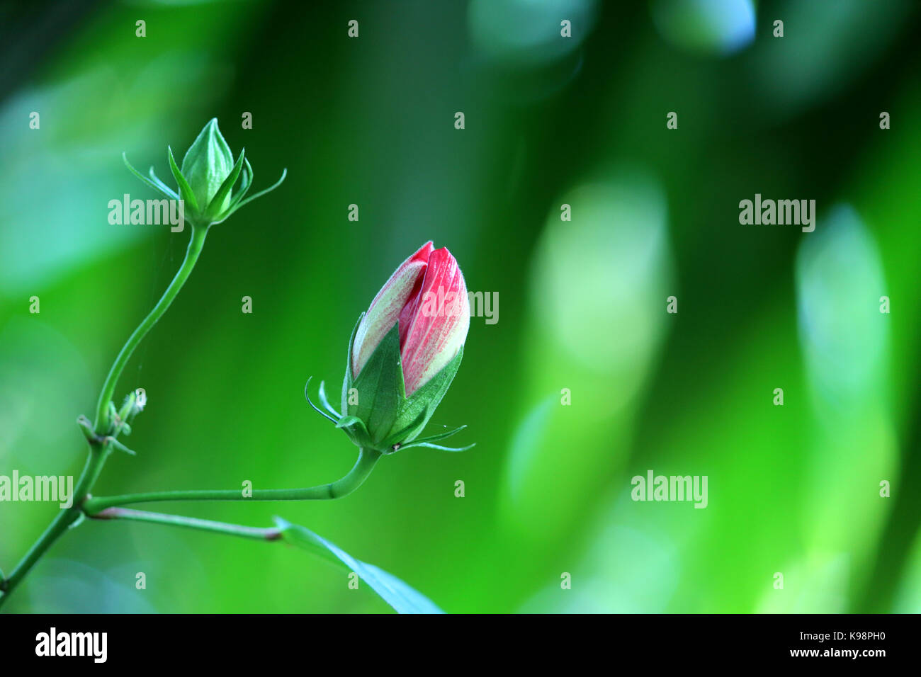 Imágenes de flores hd fotografías e imágenes de alta resolución - Alamy Imágenes de flores hd fotografías e imágenes de alta resolución - Alamy