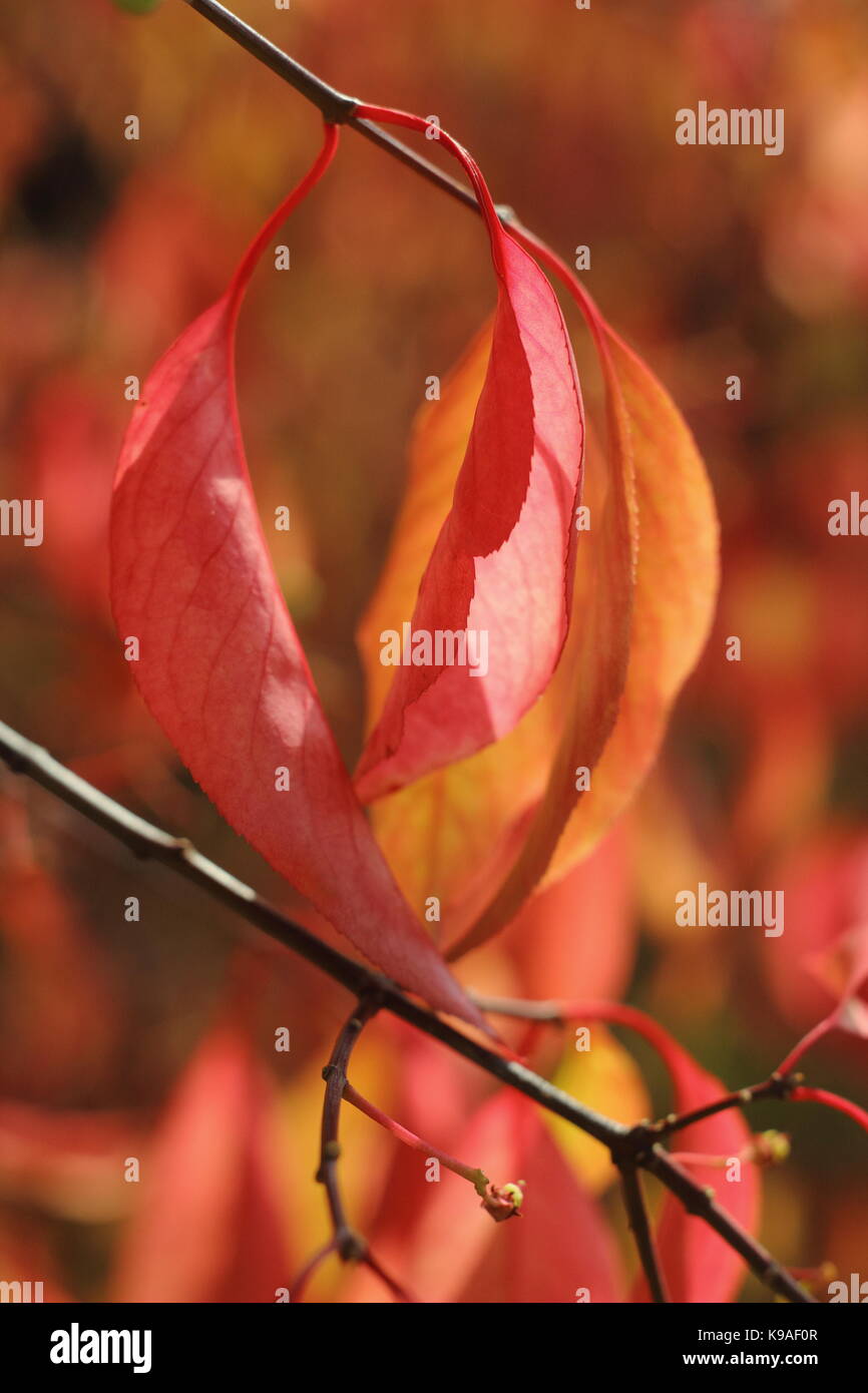 Euonymus bungeanus 'Dart's Pride" un pequeño árbol de hoja caduca, visualización de color de follaje de otoño en un jardín inglés, REINO UNIDO Foto de stock