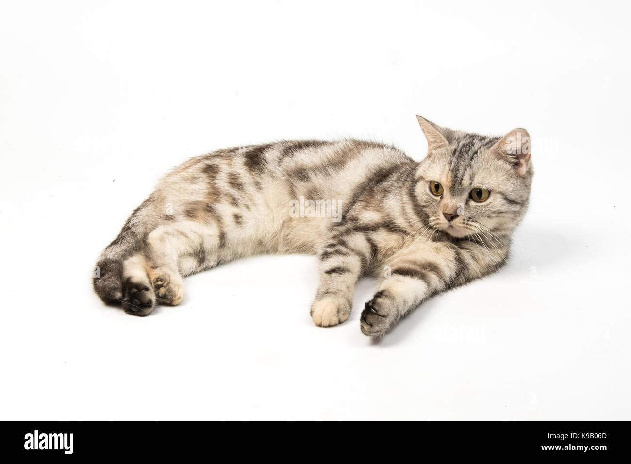 Lindo gato American Shorthair sobre fondo blanco. Foto de stock