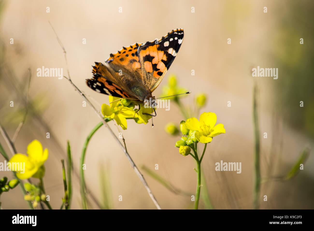 Una mariposa de dama pintada, Vanessa cardui, extrayendo polen de un cohete de pared perenne, Diplotaxis tenuifolia, en el campo maltés, Malta Foto de stock